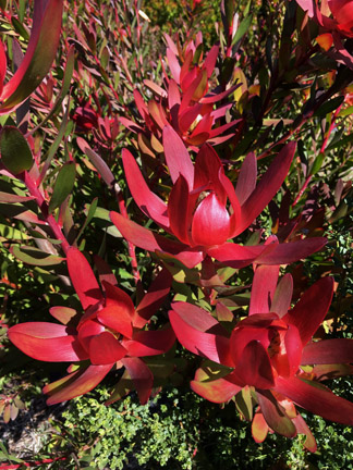 CHN - Plants - Leucadendron ‘Red Gem’